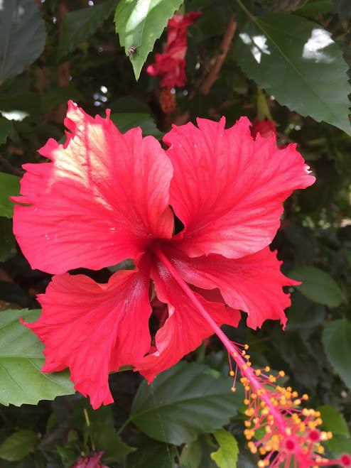 Dyeing with Hibiscus Flowers