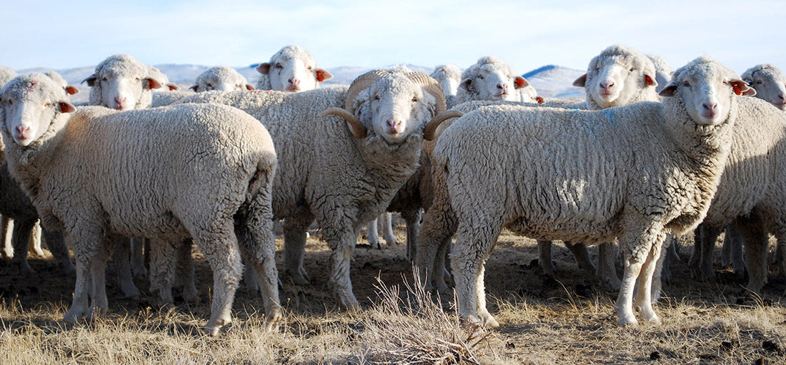 Rambouillet Sheep - Spinning and Fibre Study