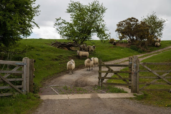 Introduction to My Sheep Fibre Study - Spinning, Knitting & Dyeing different sheep breed wool