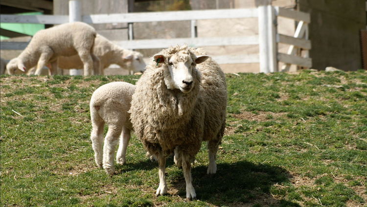 Corriedale Fibre & Blends