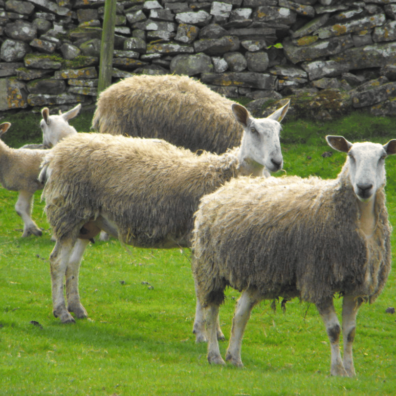 Spinning Fibres | Bluefaced Leicester Fibre 100 gram Tops - Natural Fibre Arts