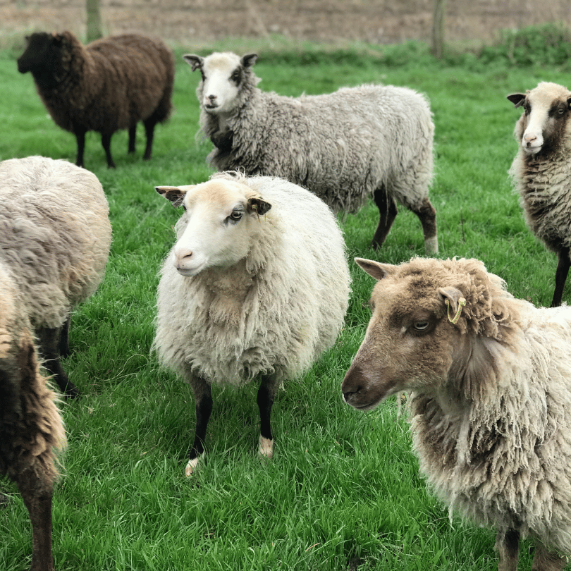 Spinning Fibre | Shetland Wool 100 gram Tops - Natural Fibre Arts